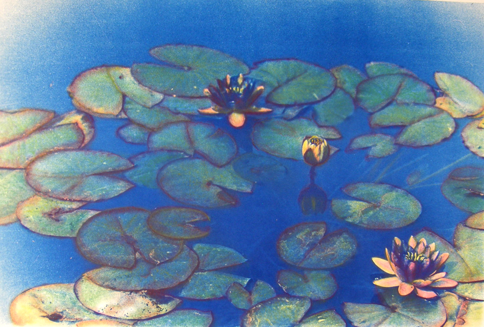 Cyano Lily 4