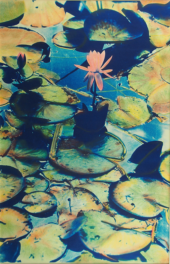 Cyano Lily 3