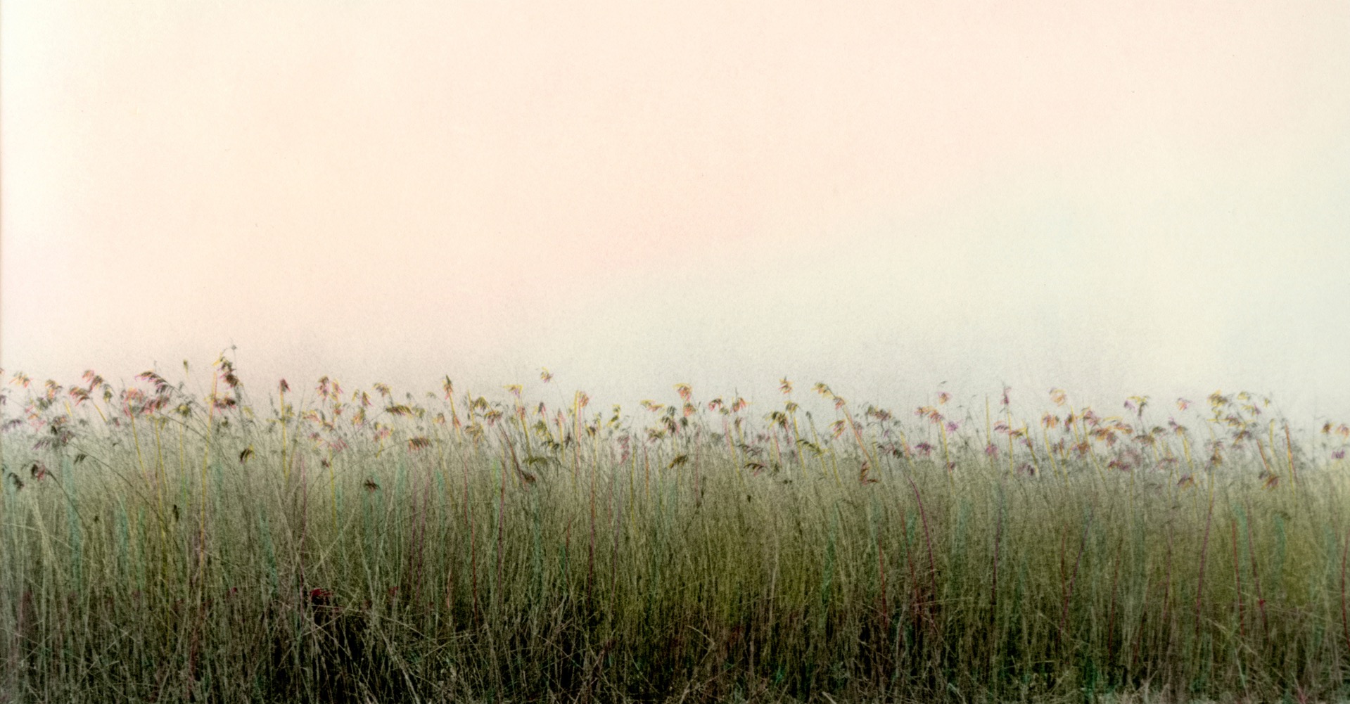 HILLTOP Grass