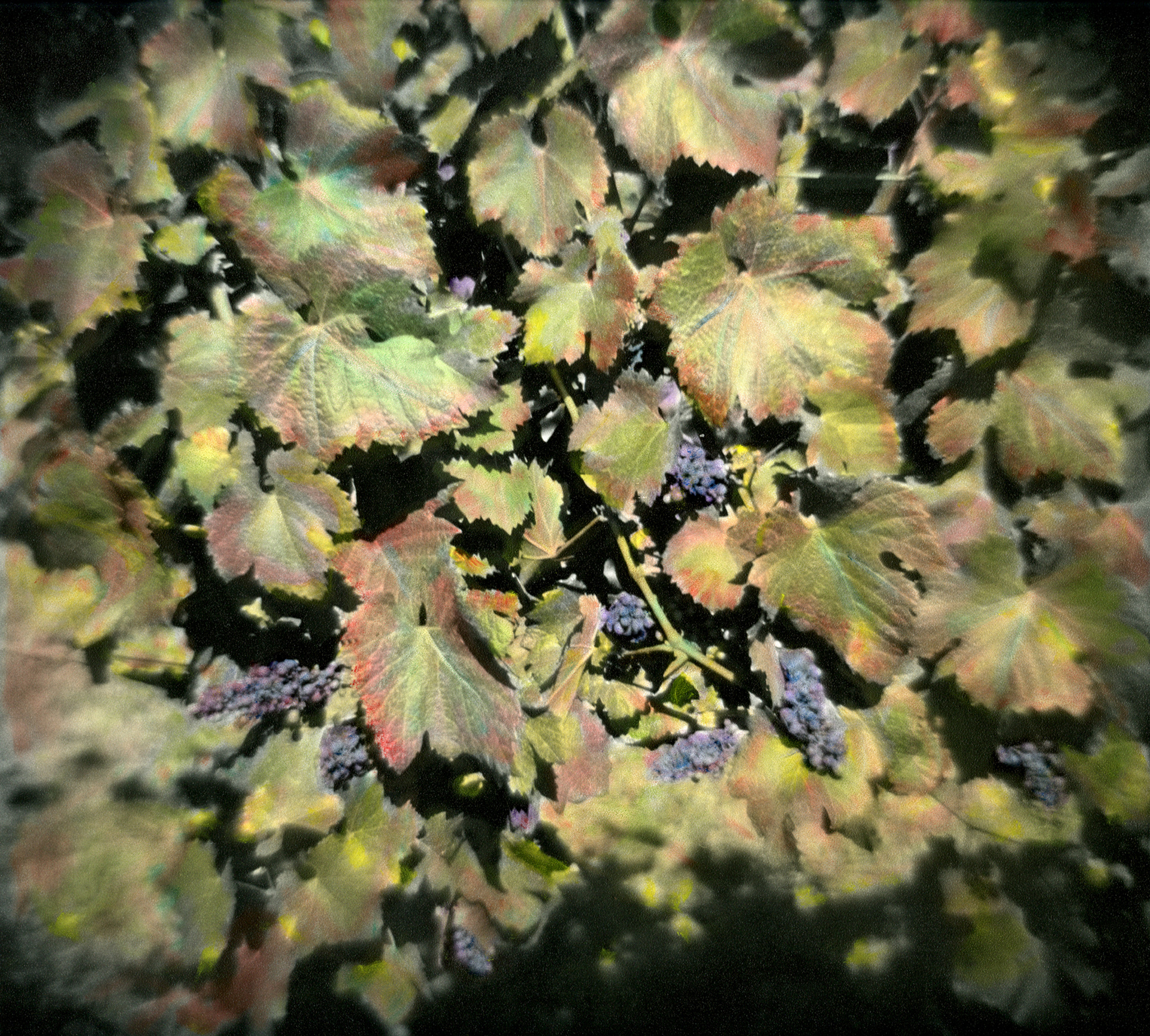 OREGON Vineyard #2