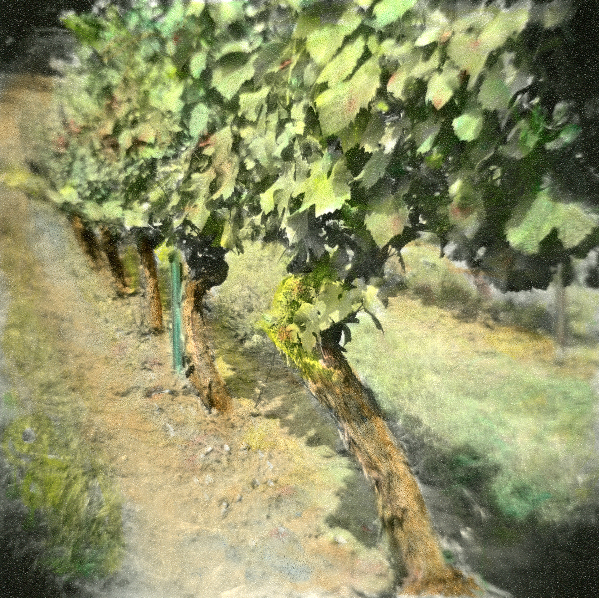 OREGON Vineyard #5