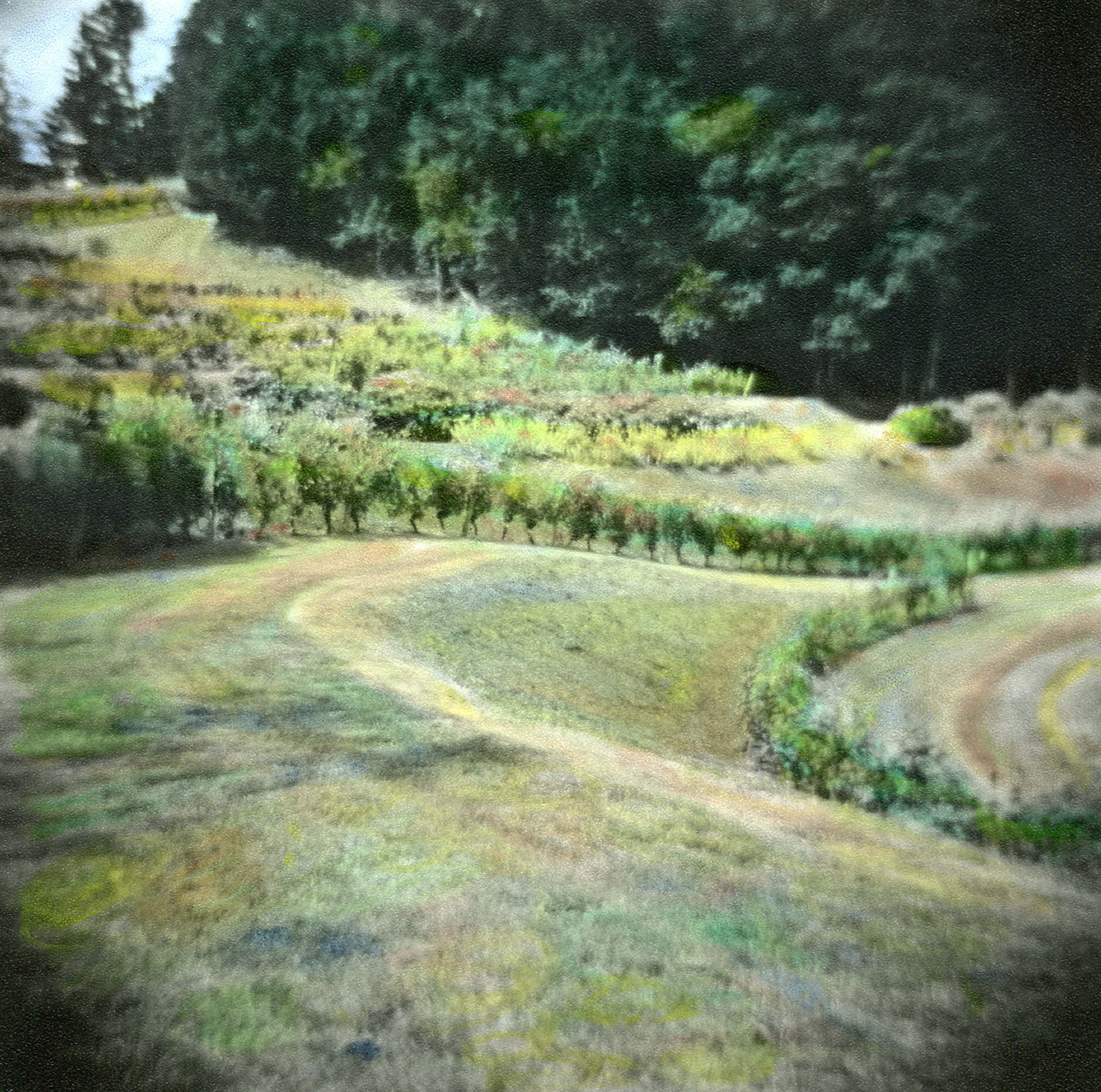 Oregon Vineyard #6