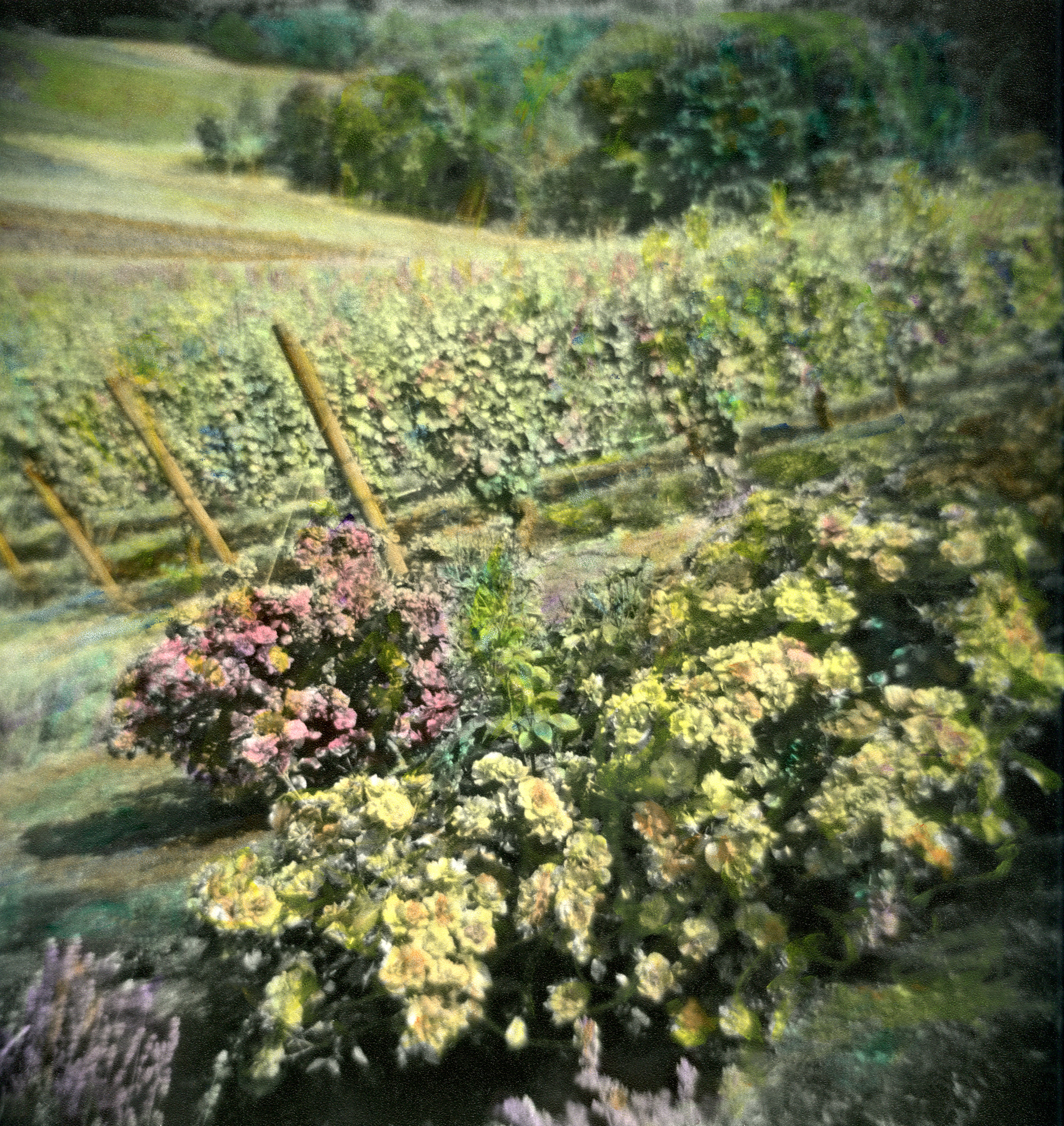 OREGON Vineyard #9